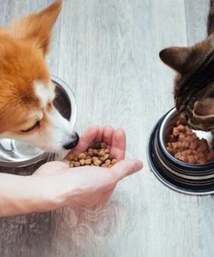 Düzce’den bin 384,795 ton kedi köpek maması ihraç edildi