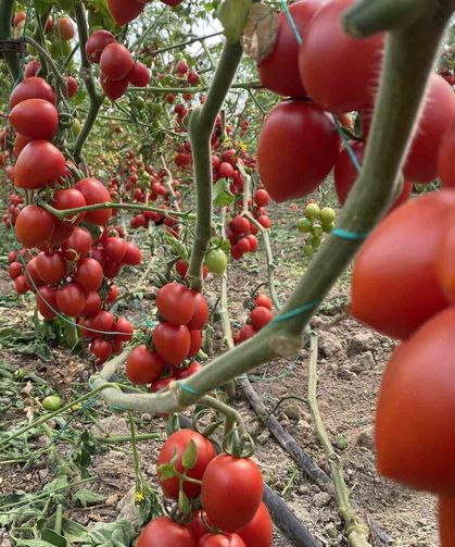 Kasım ayında domates ve sebze fiyat endeksinde büyük düşüş