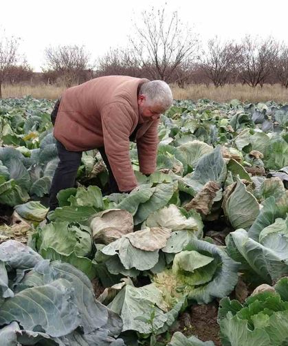 Malatya’da çiftçiler alternatif ürünlerle zararlarını telefi ediyor