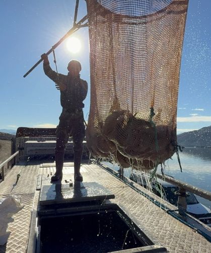 Denizi olmayan Tokat’ın somonları dünya sofralarına ulaşıyor
