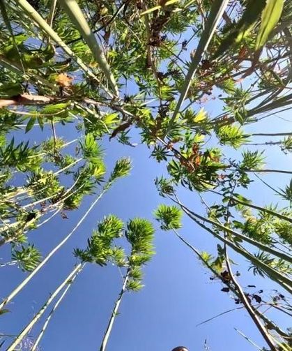 Samsun’da kenevir üretimi için son tarih uyarısı: Başvurular 1 Nisan’da bitiyor