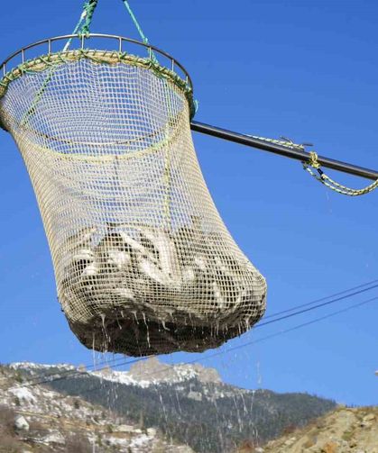 Denizi olmayan Gümüşhane’de alabalık üretimi 2 bin tona ulaştı