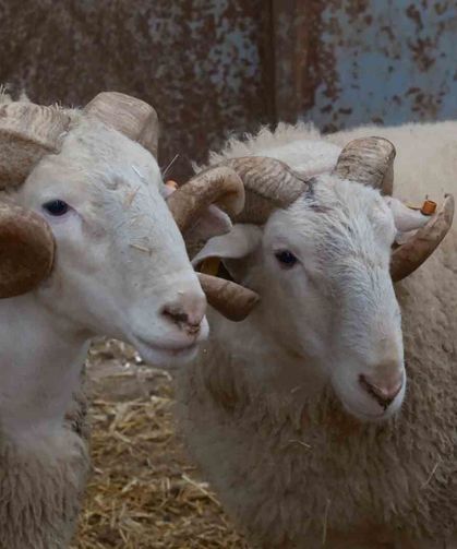 Koyunlara suni tohumlama geliyor