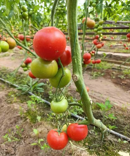 Simav’da yetişen ’coğrafi işaretli’ Eynal domatesi pazarlarda ilgi görüyor