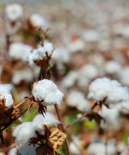 Adana’da pamukta ’pembekurt’ zararlısına karşı uyarı