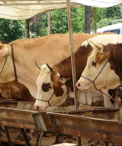Buldan’da şap karantinası kaldırıldı