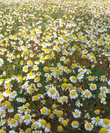 Dağlar çiçek açtı, arıcılar umutlandı