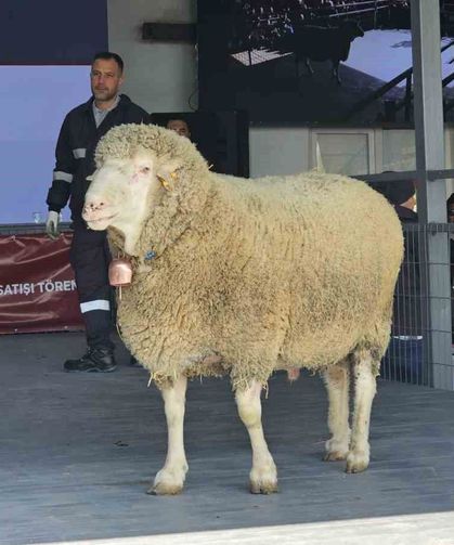 Damızlık koçta rekor, açık artırmada 1 milyonluk satış