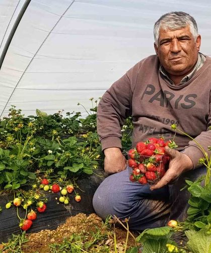 Köprübaşı çileği altın sezonunu yaşıyor