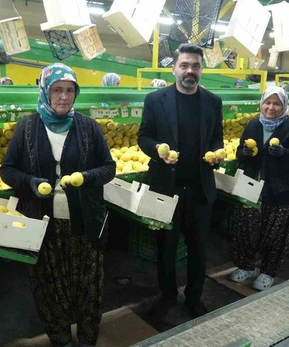 Limonda hasat sonu: Kadınların yoğun mesaisi sürüyor