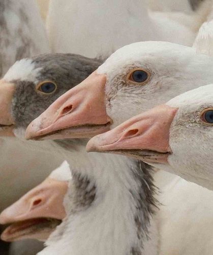 Anadolu kazına "milli kimlik": Anne hattı Yozgat, baba hattı Bandırma