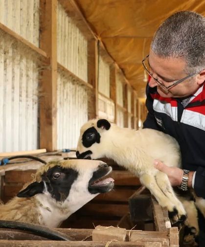 Bafra’da organik hayvancılığa yerinde inceleme