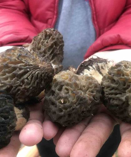 Bin 800 rakımlı dağlardan toplanıp kilosu bin 500 liradan satılıyor