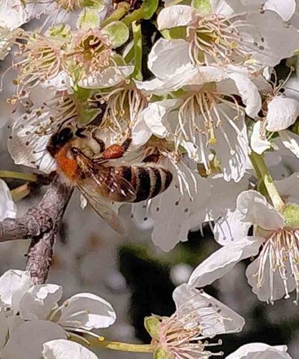 Bolu’da baharın gelmesiyle arılar harekete geçti