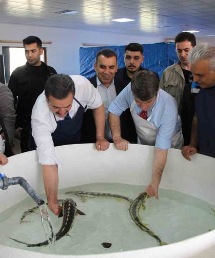 Bu balığın havyarı ’siyah inci’: Karadeniz’e 8 bin adet dağıtılacak, çiple takip edilecek