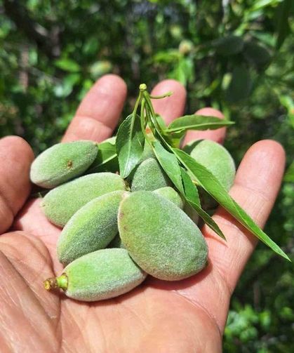 Çağla, üreticisinin yüzünü güldürdü