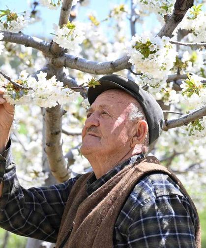 Demirci’de 800 bin kiraz ağacı çiçek açtı
