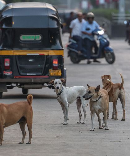 Hindistan’da 62 milyon sokak köpeği, sokakları işgal ediyor