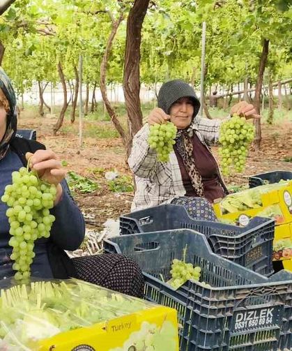 Silifke’de sezonun ilk üzümü hasat edildi, kilosu 600 TL’den ihraç edildi