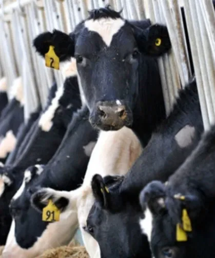 Ticari süt işletmelerince 887 bin 774 ton inek sütü toplandı