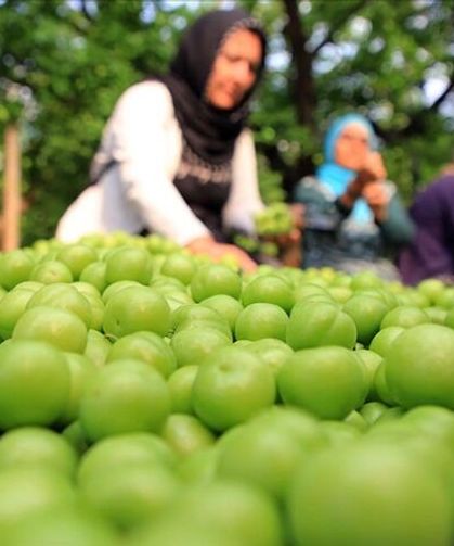 Turfanda hasat edilen can eriği Avrupa ülkelerine ihraç ediliyor