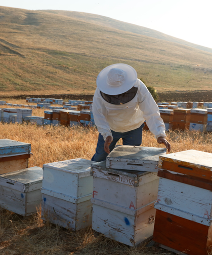 Türk Balını Uluslararası Pazarlara Ulaştıran Balparmak, İhracat Birinciliğini Perçinledi