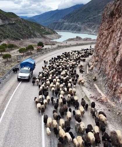 Yayla yolunda zorlu göçler başladı