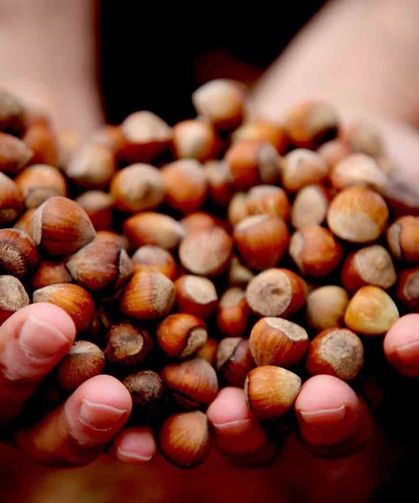 Yılın ilk çeyreğinde 2 bin 784 ton fındık ihraç edildi