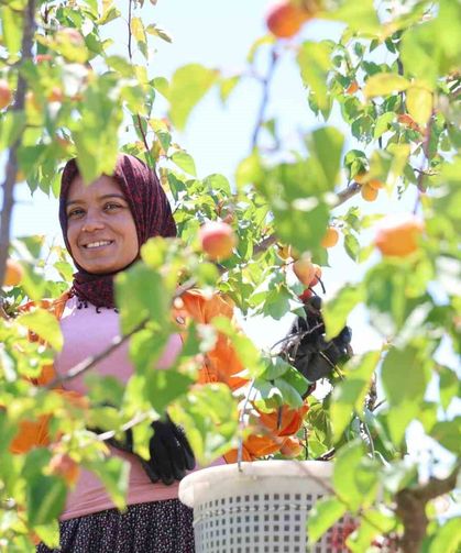 Adana’da erkenci kayısı hasadı başladı: Bahçede kilogramı 60-80 TL