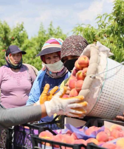 Adana’da erkenci şeftali hasadı başladı: Bahçede kilogramı 10-20 TL