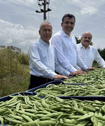 Bin dönüm arazide ekimi yapılan fasulyede bereketli hasat