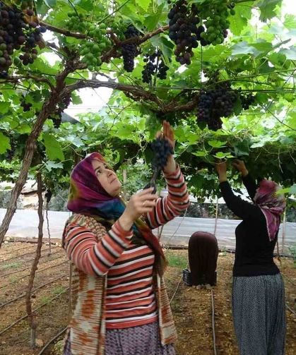 Bölgenin siyah incisi üzümde hasat başladı