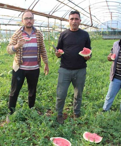 Çekirdek karpuzun hasadı başladı: 3 ayda hasat ediliyor, 1 ayda tükeniyor