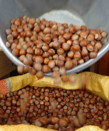 Düzce’den AB ülkelerine 4 bin 452 ton fındık ihraç edildi