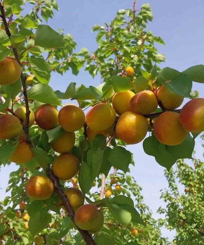 Mersin’de kayısı hasadı başladı, üretici verimden memnun