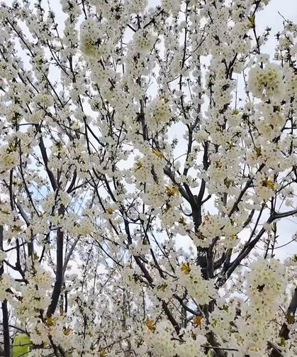 Tekirdağ’da kirazlar çiçek açtı, üreticide bereket umudu