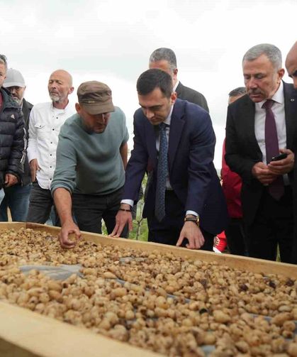 "Topraktaki altın" salebin hasadı başladı: Kilosu 12 bin TL