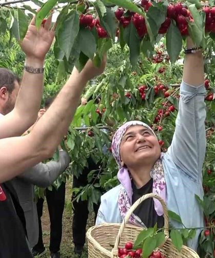 Amasya’da dalları kiraz bastı, bu yıl 50 bin ton rekolte bekleniyor