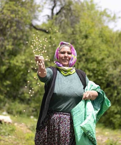 Atalık tohumlar toprakla buluştu, üreticiye can suyu oldu