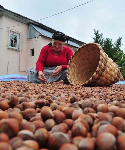 Düzce’den AB ülkelerine 5 bin 291 ton fındık ihraç edildi