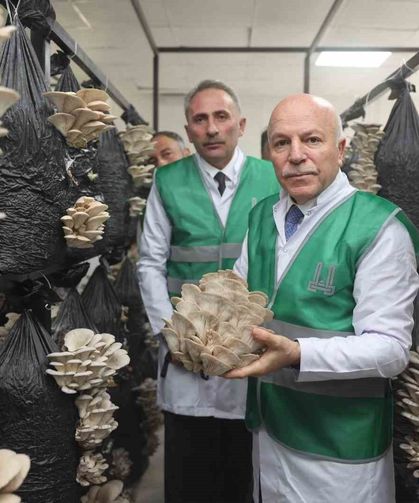 Erzurum Büyükşehir Belediyesi istiridye mantarı üretimine öncülük yaptı