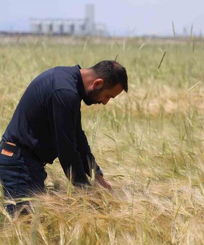 Konya Ovasında buğday rekoltesinde beklenti 2 milyon 200 bin ton