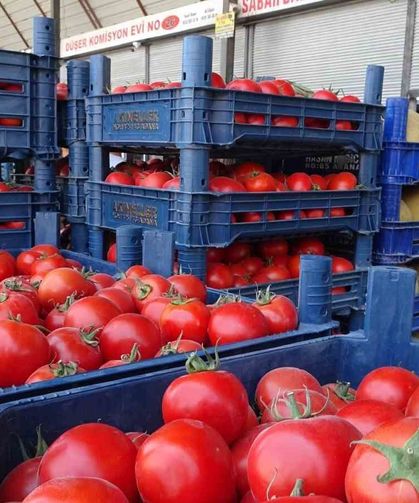 Sebze halindeki domatesin fiyatı 15 TL’ye düştü