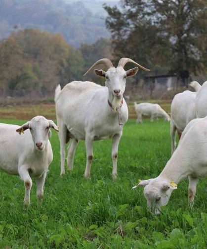 Yüzde 75 hibeyle tarlada verim arttı, üreticinin yüzü güldü