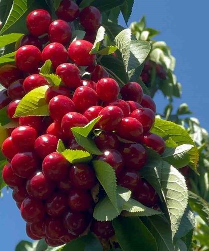 Geçen yıl don vuran bahçelerde üzüm salkımı gibi kiraz yetişti