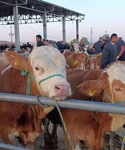 Hayvan fiyatları düşüşte, besiciler ‘Tam alım zamanı’ diyor