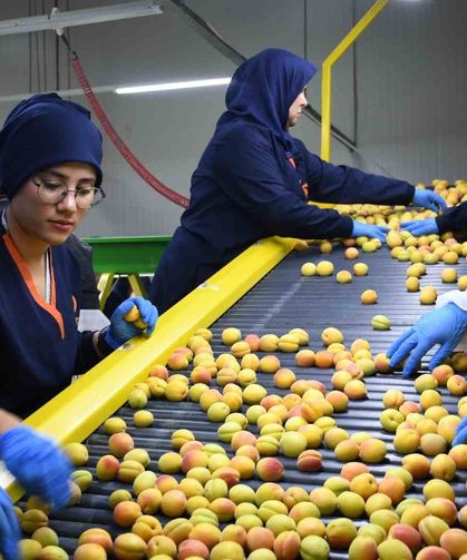 Malatya’da yaş kayısı ihracatı başladı
