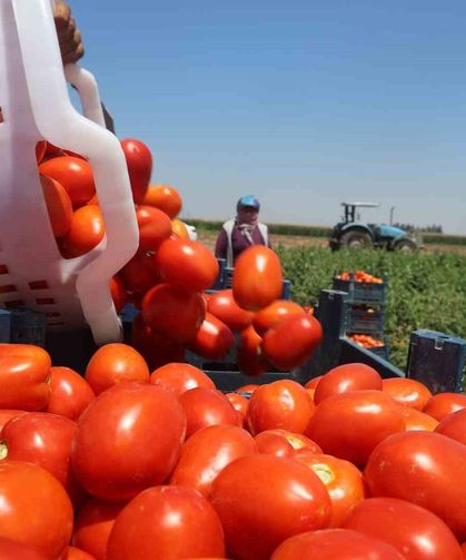 Zorlu mesaiyle kavurucu sıcaklıkta hasadı yapılan domates tarlada 15 TL’den alıcı buluyor