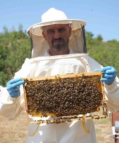 Kastamonu’da kestane balı hasadı başladı