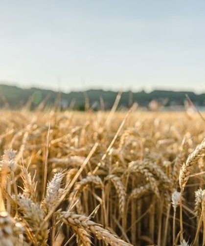 TÜRİB'de tarım ürünleri fiyatlarında haftalık yükseliş öne çıktı